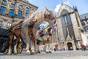 The horses carriage in Amsterdam