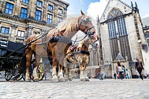 The horses carriage in Amsterdam
