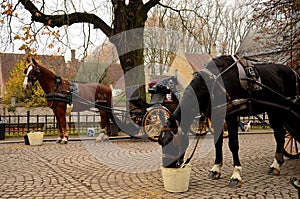 Horses, carriage on cobbled street in medieval town