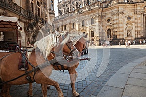 Horses carriage in Dresden