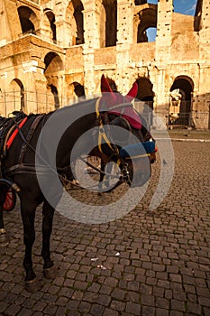 Horses carriage in front of the Colosseum, Rome, Italy