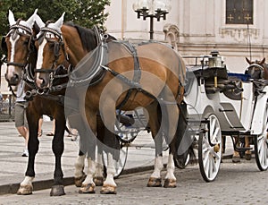 Horses and carriage in Prague