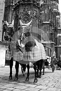 Horses carriage in Vienna