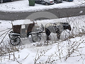 Horses with carriages at the snow