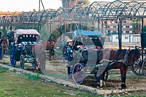 Horses and carriages waiting for customers near Luxor temple in Luxor, Egypt