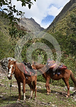 Horses carry camping equipment on the Inca Trail to Machu Picchu. Cusco, Peru