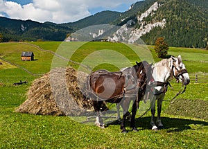 Horses carrying haystack