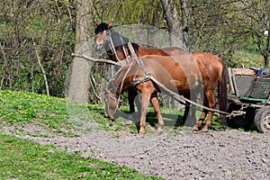 horses with cart on the green grass. Rural landscape