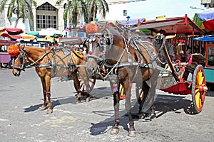 Horses and carts or delman in Padang City. Indonesia