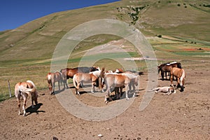 Horses in Castelluccio di Norcia