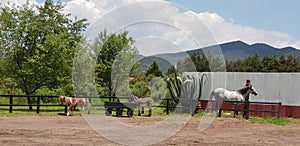 Horses in a catasea stable photo