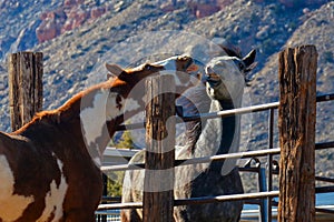 Horses catching up on jibber jabber