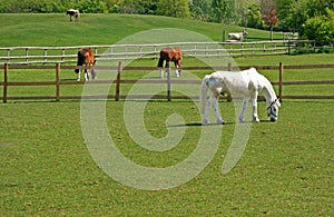 Horses and cattle grazing