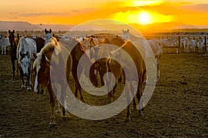 Horses and cattle at sunset photo
