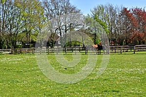 Horses on the catwalk spring Newmarket UK