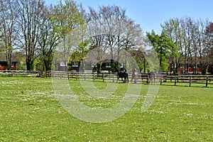 Horses on the catwalk spring Newmarket UK