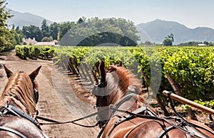 Horses Charriot in Vineyard Chile