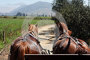Horses Charriot in Vineyard Chile