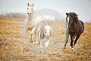 Horses chase donkey