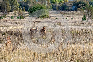 Horses in Chernobyl Zone