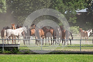 Horses in a clearing