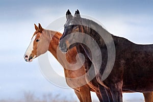 Horses close up portrait against blue sky