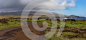 Horses on Coastal Pasture - Easter Island Landscape. Roud to Anakena