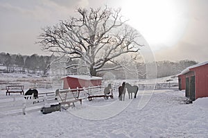 Horses on a Cold Winter Day