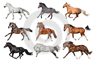 Horses collague on white