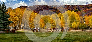 Horses on a colorado farm in fall