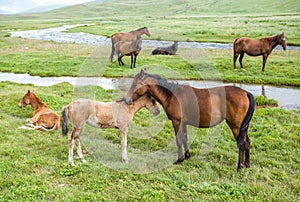 Horses with colts pasturing at the river