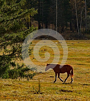 Horses in the contour light