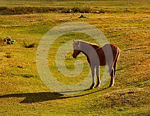 Horses in the contour light