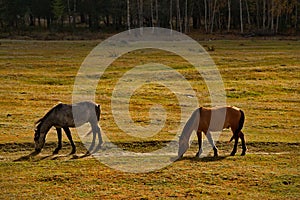 Horses in the contour light