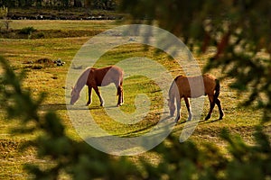 Horses in the contour light
