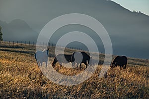 Horses in the contour light