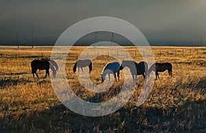 Horses in the contour light