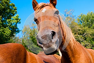 Horses in a corral