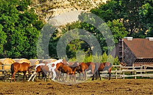 Horses in Corral