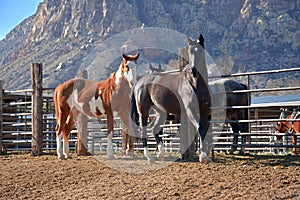 Horses in corral