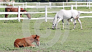 Horses in corral