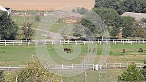 Horses in corral