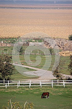 Horses in corral