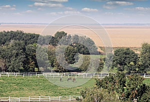 Horses in corral