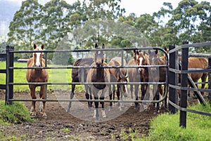 Horses at the corral door