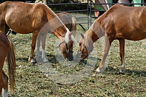 Horses in Corral Eating Straw Together