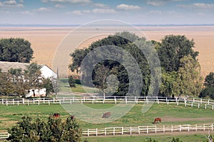 Horses in corral on farm