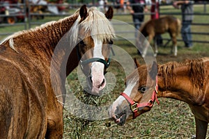 Horses in Corral Feed on Hay and Straw