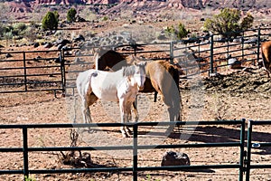 Horses in corrals at the entrance to Capitol Reef National Park
