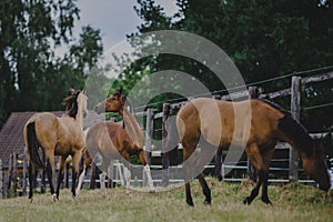 Horses in country paddock